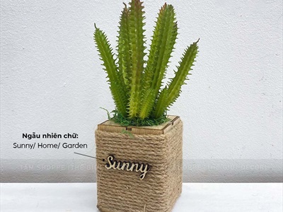 Chậu sen đá vuông quấn dây thừng để bàn [Nhiều kiểu] CHAUCAYGIA-20